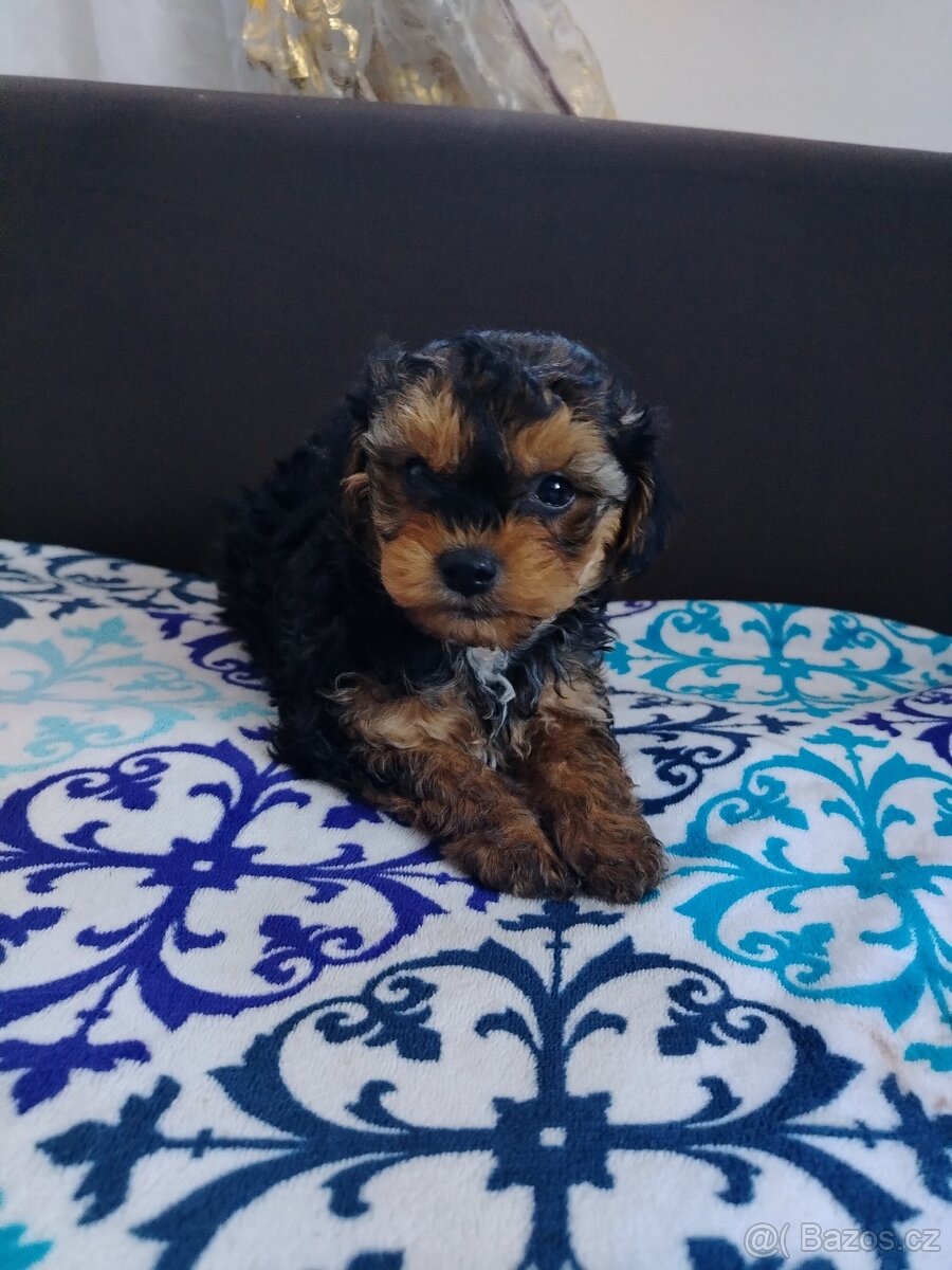 Trpasličí pudl - 6