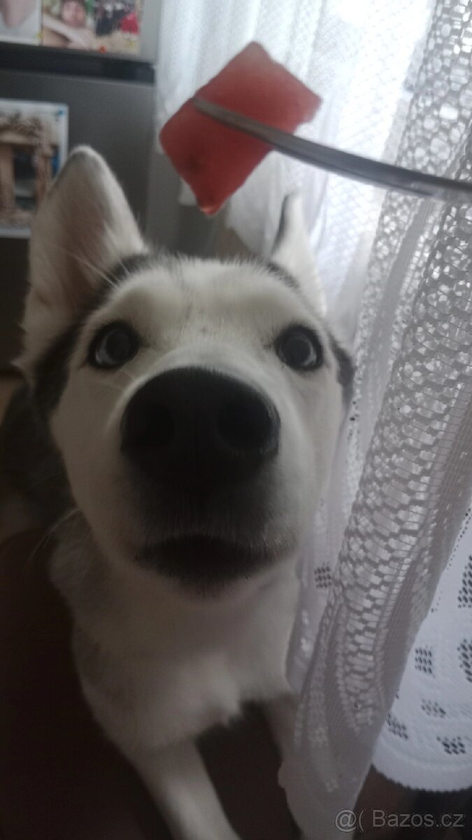 Sibiřský husky kira (čistokrevná, očkovaná, čipována) - 6