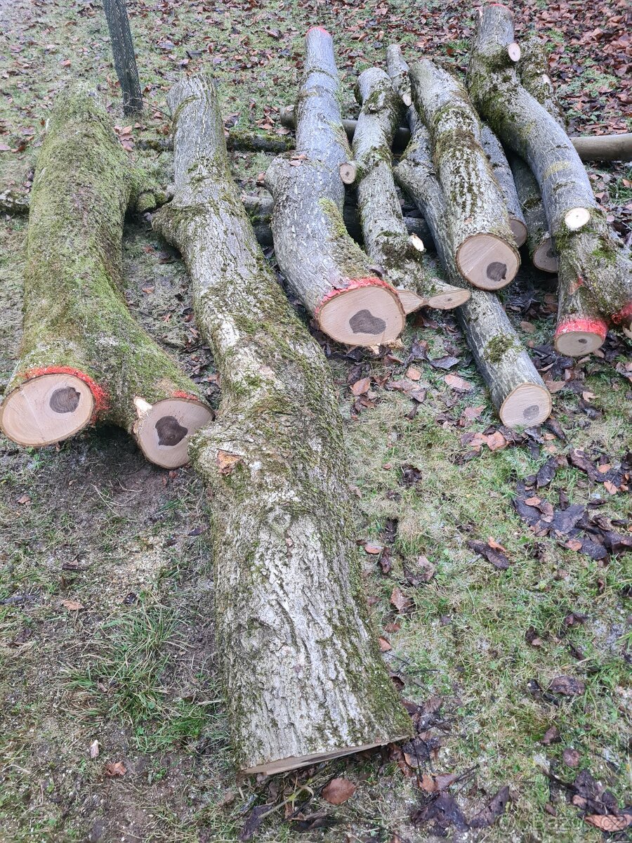 Prodám ořechové dřevo 1,5 m3 - 6