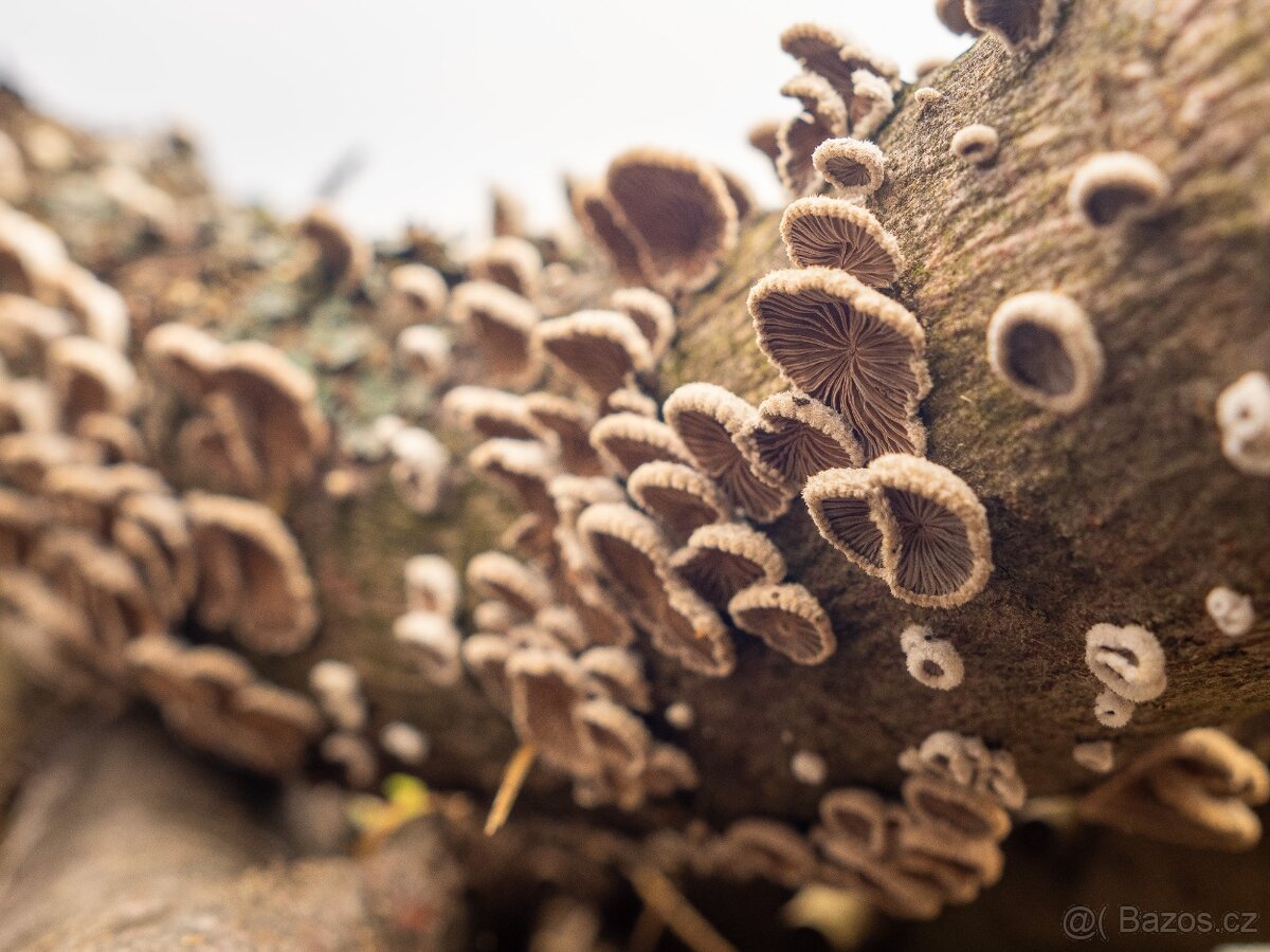 Sigma 60mm f/2,8 DN Art pro micro 4/3 černý - 6