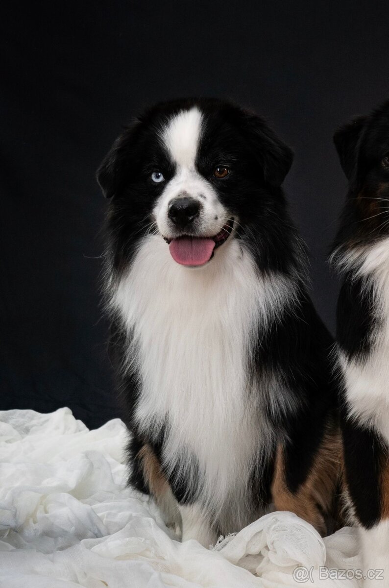 Miniaturní americký ovčák - 6