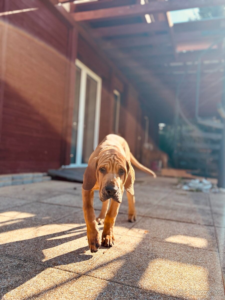 TOSA INU chlapeček AKI - 6