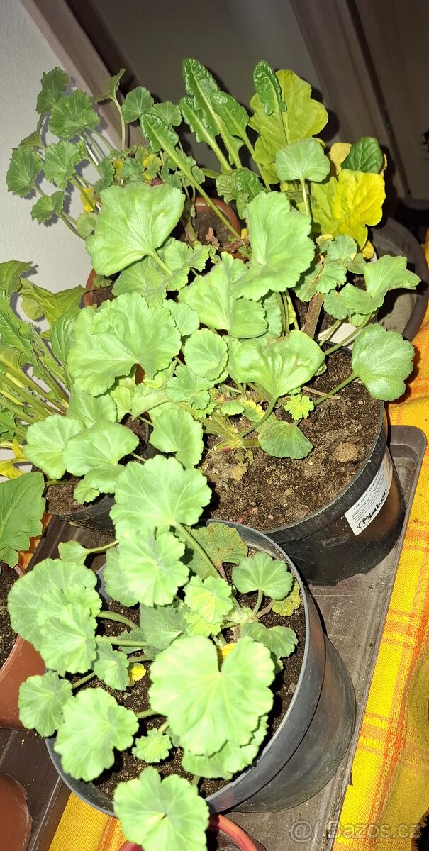 Anturie červená a jiné - 6