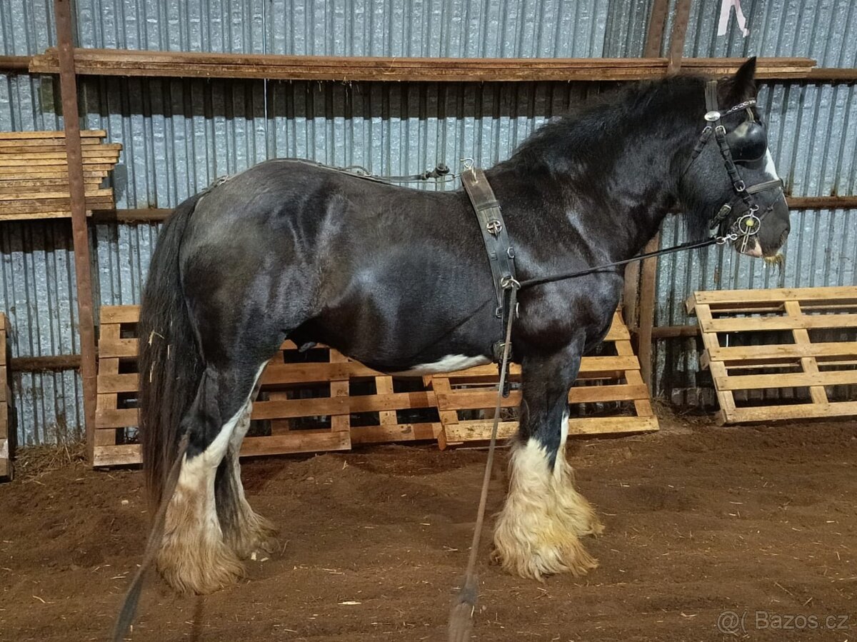 Pripúštanie Írsky Cob - 6