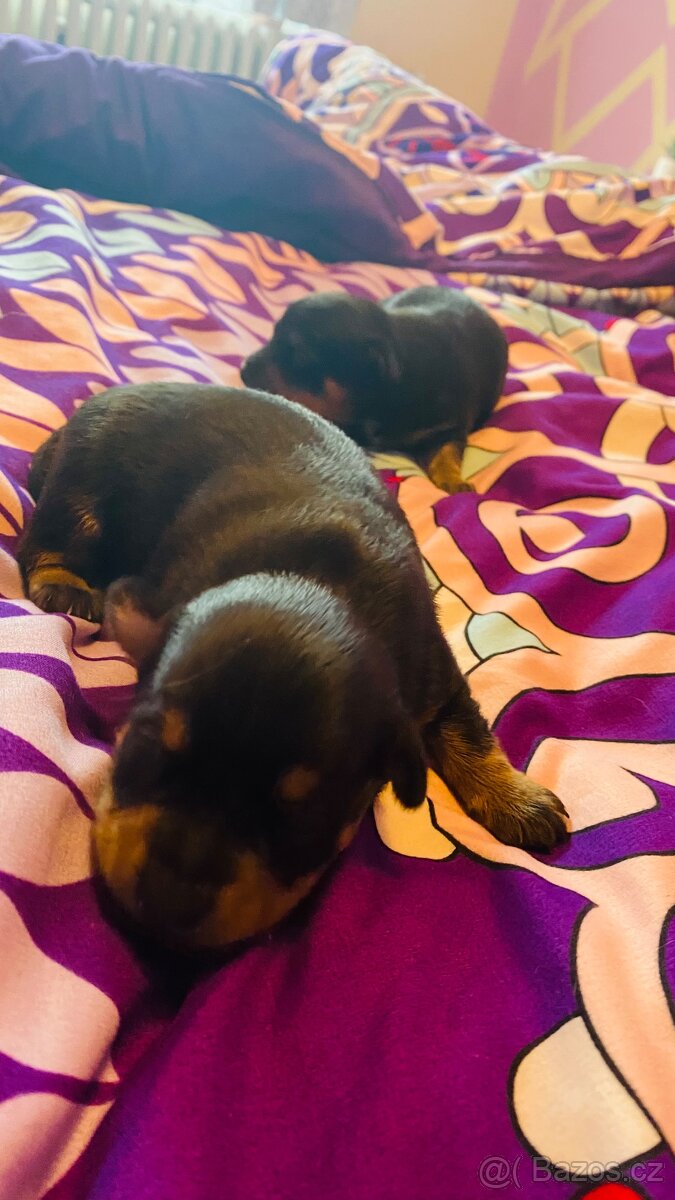 Pes ke krytí Trpaslíci Pinč - 6