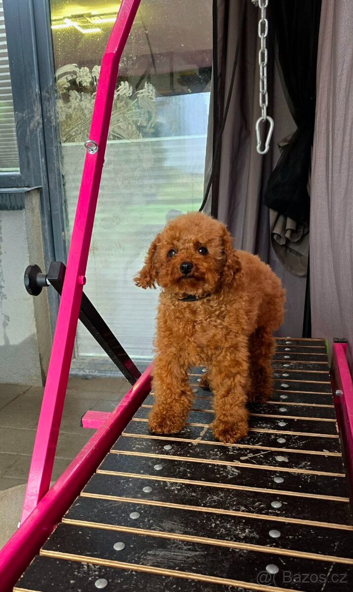 fenka Toy Pudl – čínská linie (Red) - 6