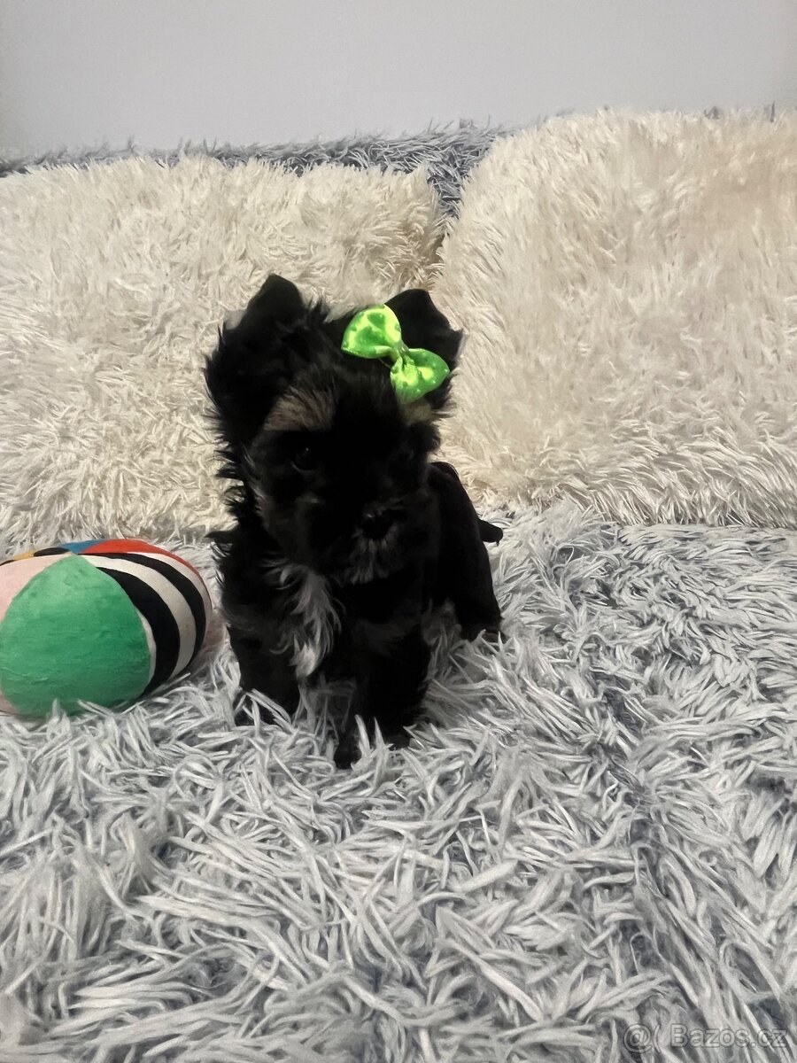 Jorkširský teriér s PP - 6