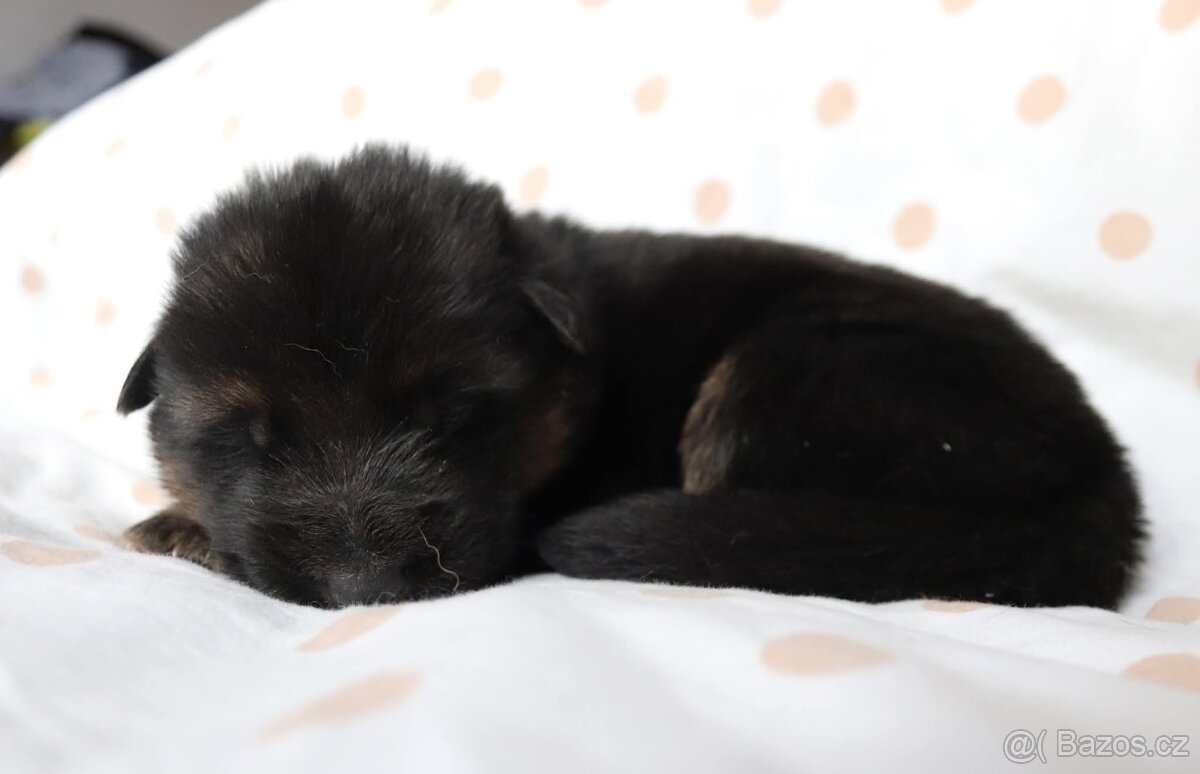 Německý ovčák s PP - 6