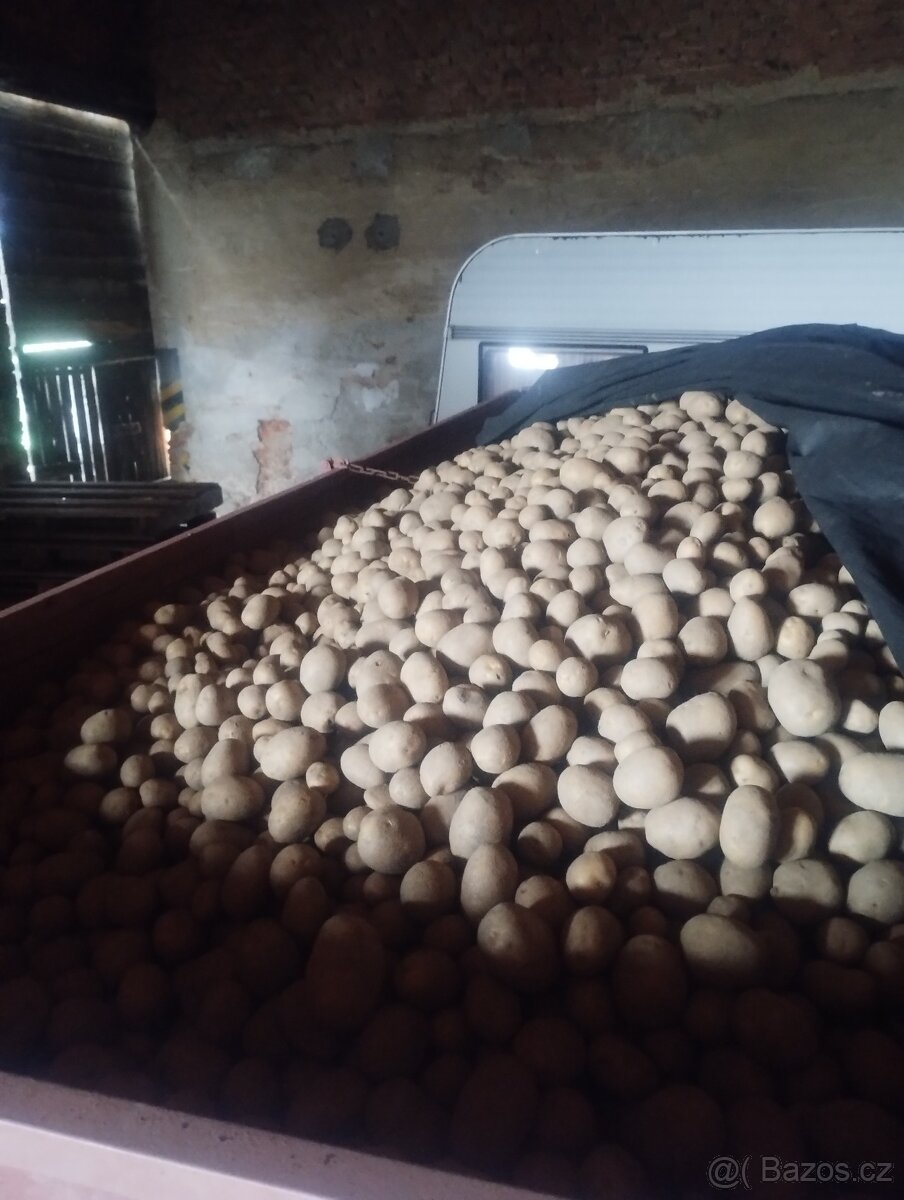 BIO brambory z farmy s certifikátem - 6