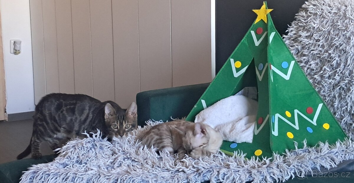 Bengálská kočka - kotě s PP - 6