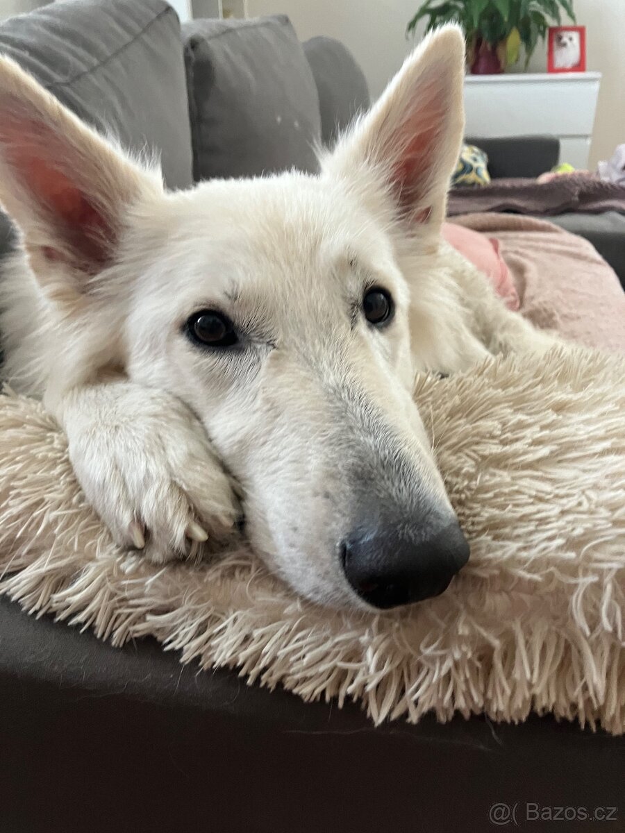 Štěňata Bílý švýcarský ovčák s PP - rezervace - 6