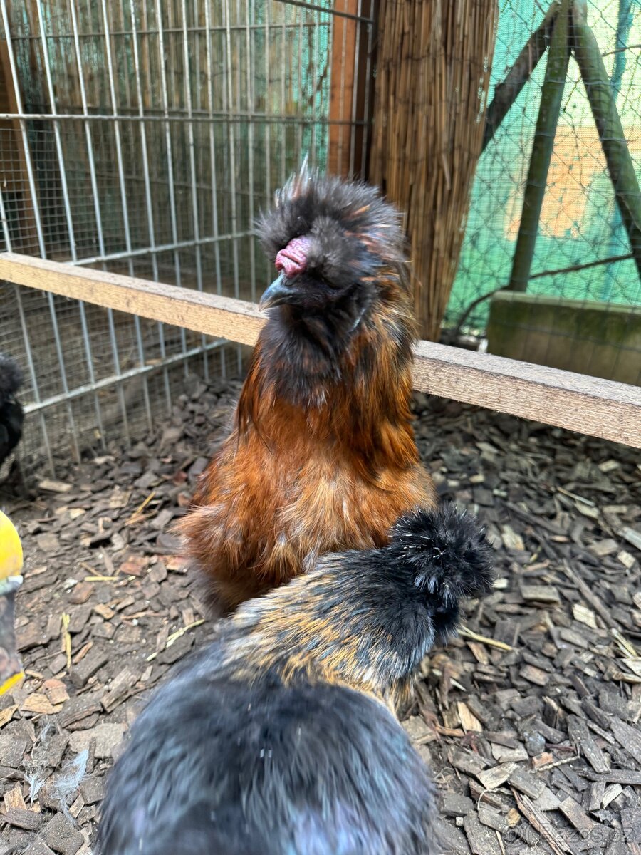 Kohout hedvábnička - 6