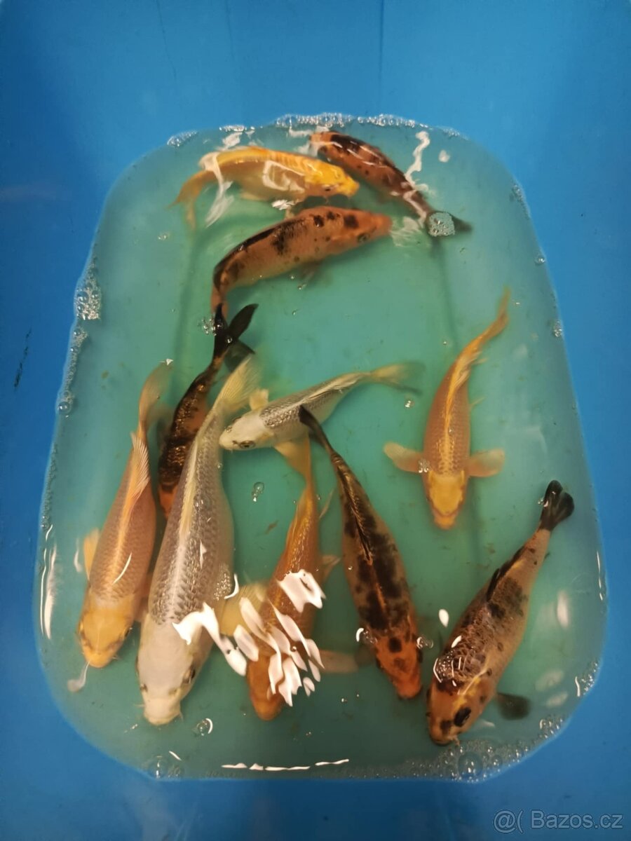 Živé ryby – tržní i okrasné | Volary (okr. Prachatice) - 6