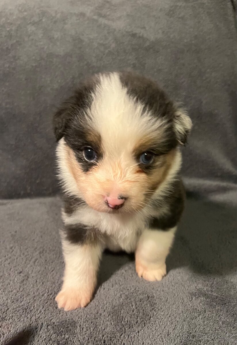 Australský ovčák s PP - štěňata - 6