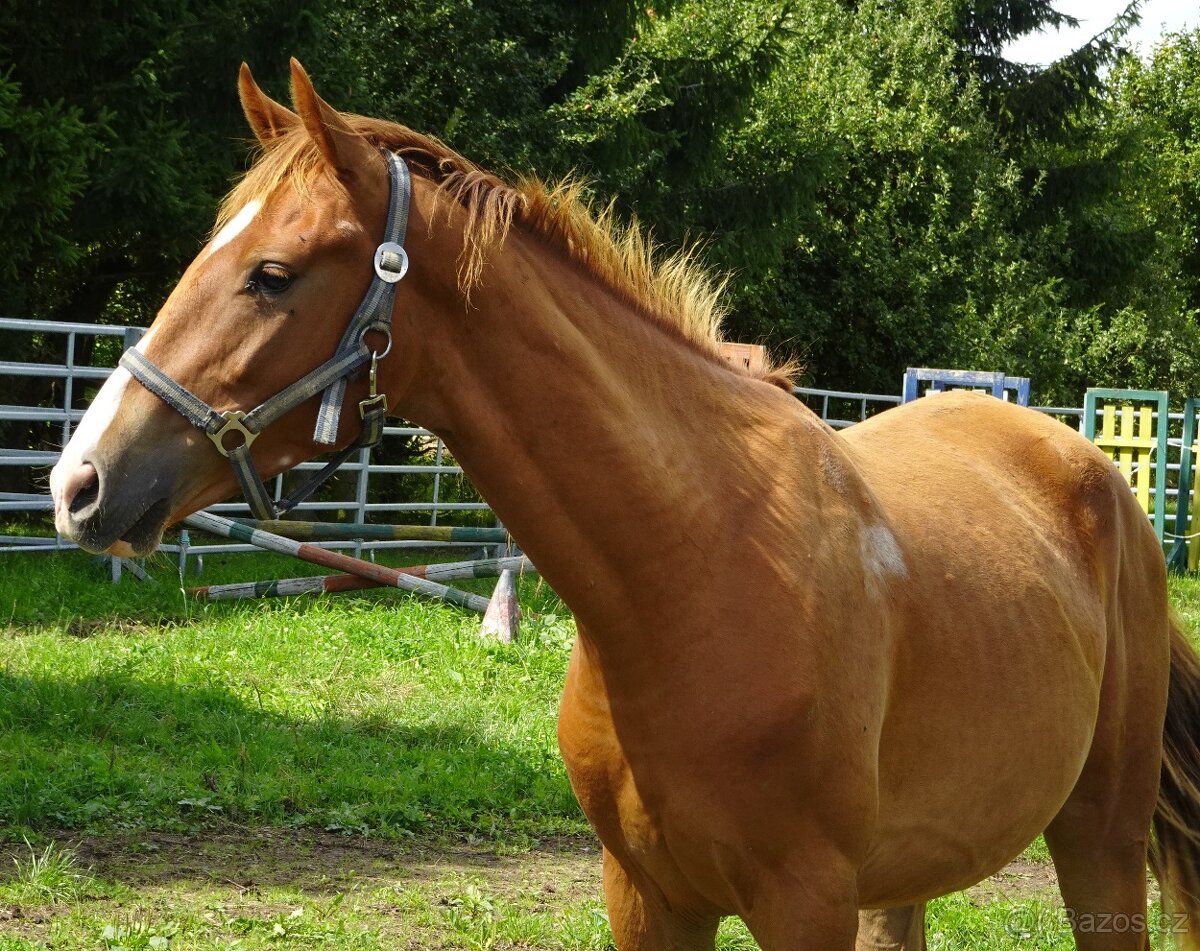 Prodám valacha Kůň Kinský, - 6