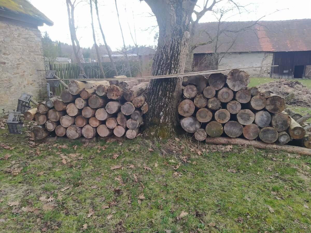 Listnaté dřevo - 6