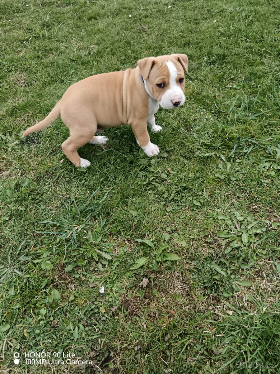 Americký stafordšírský teriér - 6