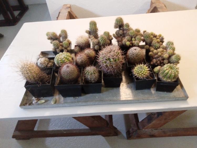 Kaktus - 6