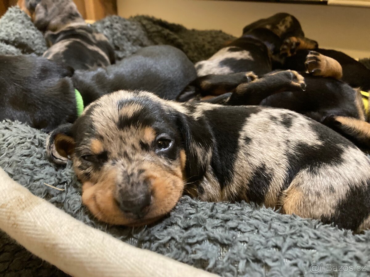 Jezevčík trpasličí krátkosrstý - 6