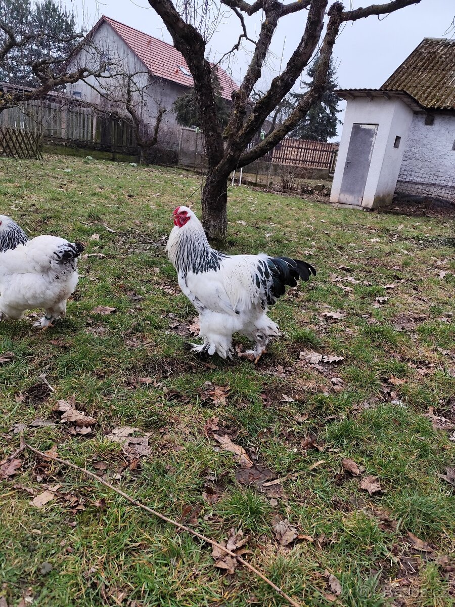 Brahmánka velká - 6