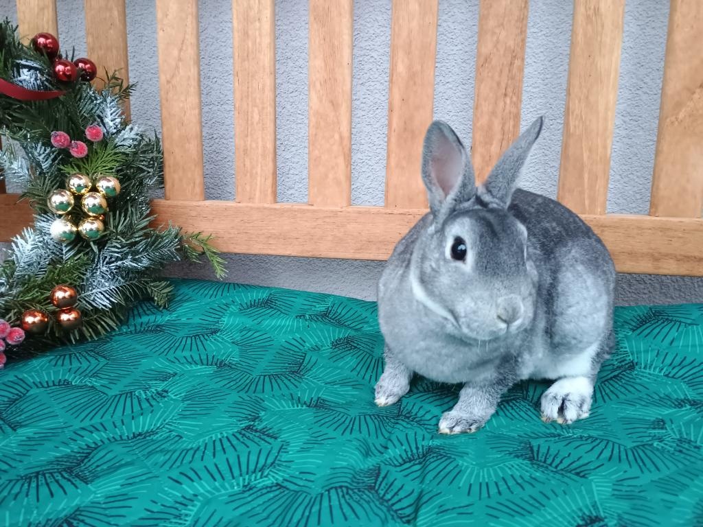 Zakrslý Rexík činčilový s PP - 6