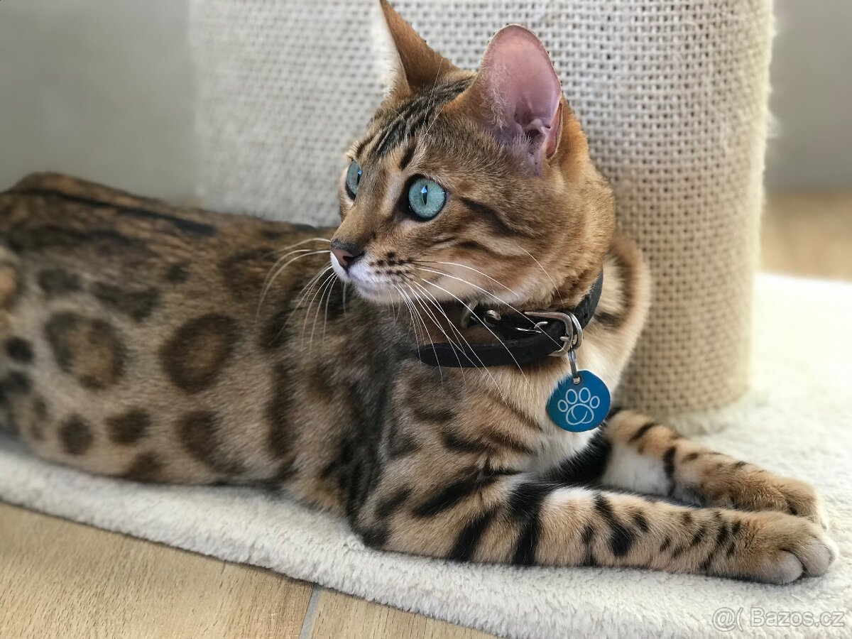 Bengálská koťata - 6