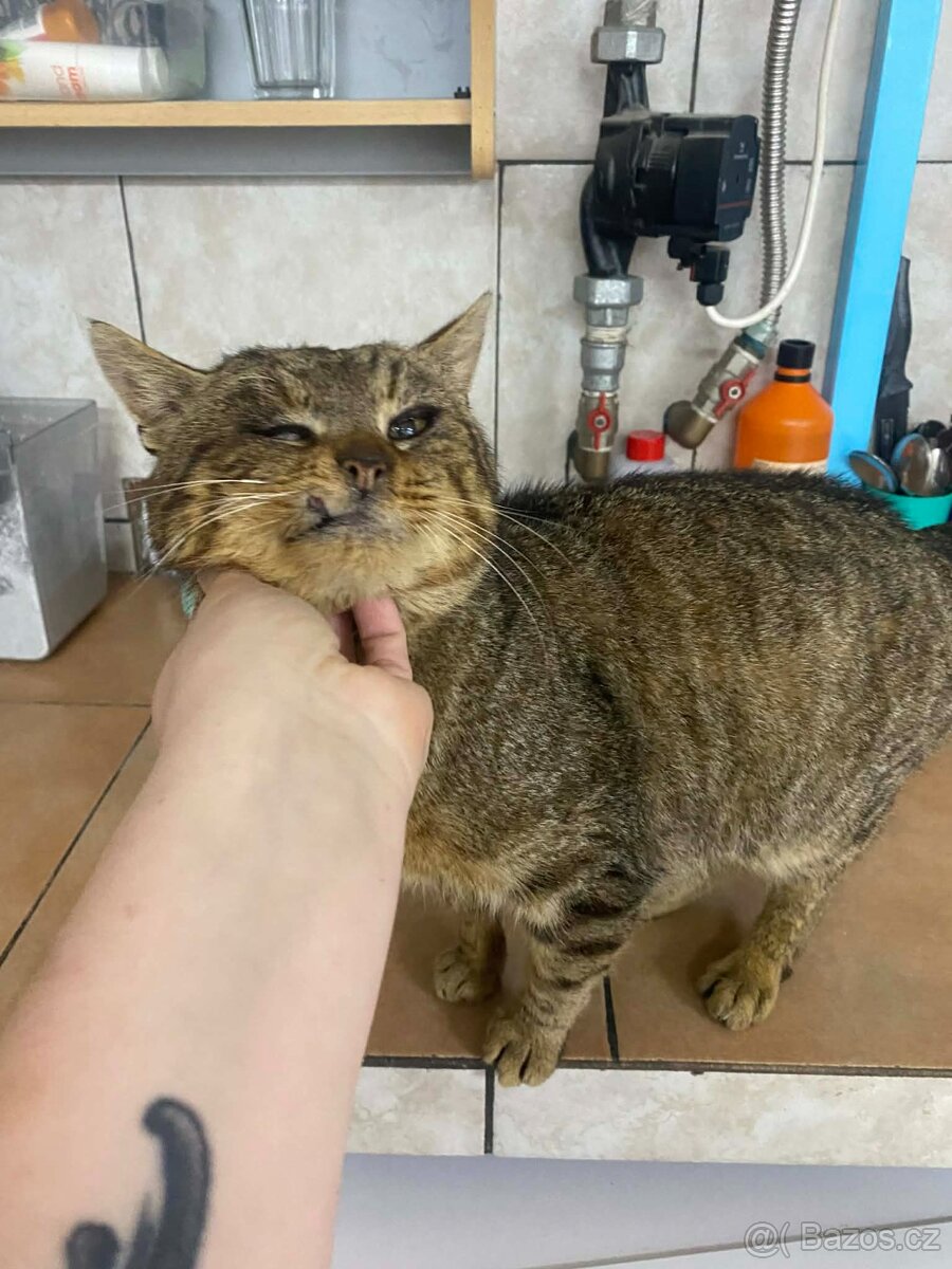 Kocourek Rufus jednoočko - 6