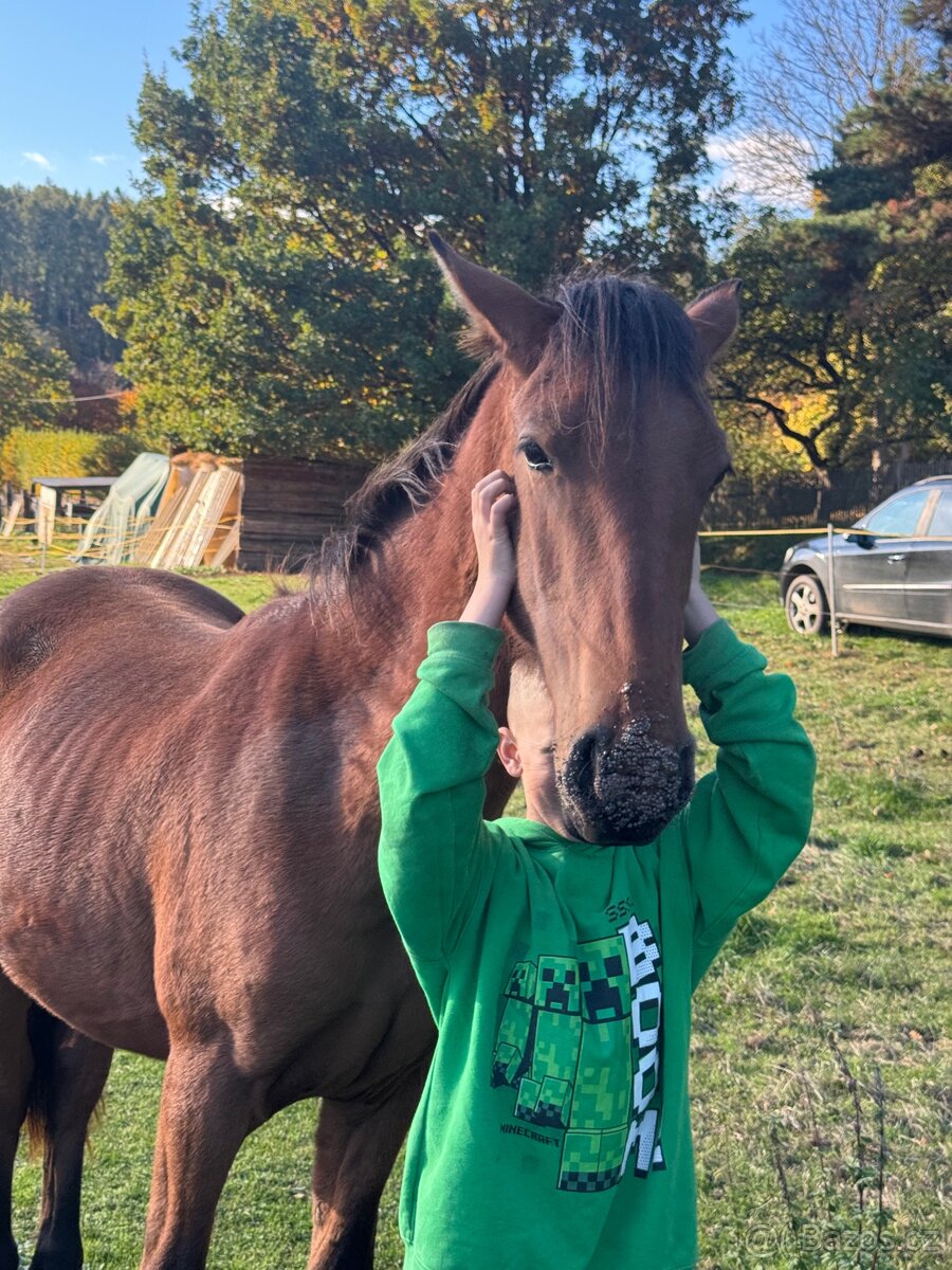 Hodný mohutný hřebeček - 6