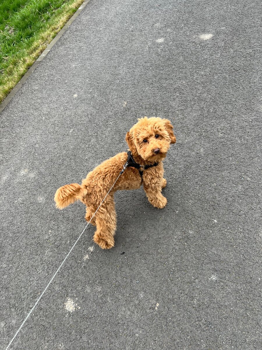 Krytí - Trpasličí Pudl Apricot, 2 roky, 5kg - 6