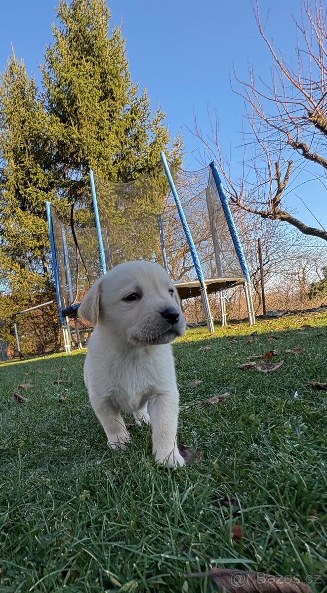 Štěňata Labradorského retrívra - 6