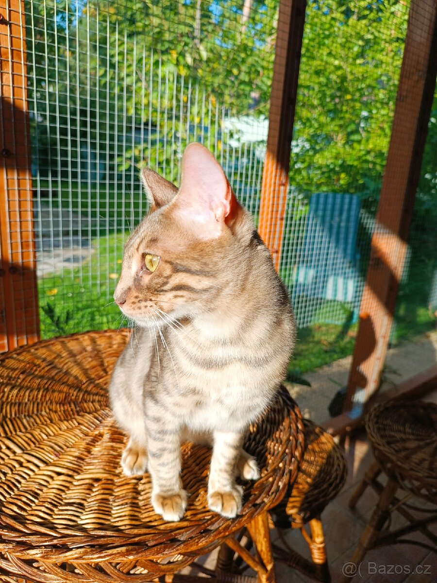 Vzácný MODRÝ Bengálský kocourek s PP - 6