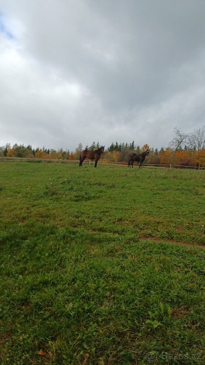 Prodám kobylu A1/1 - 6