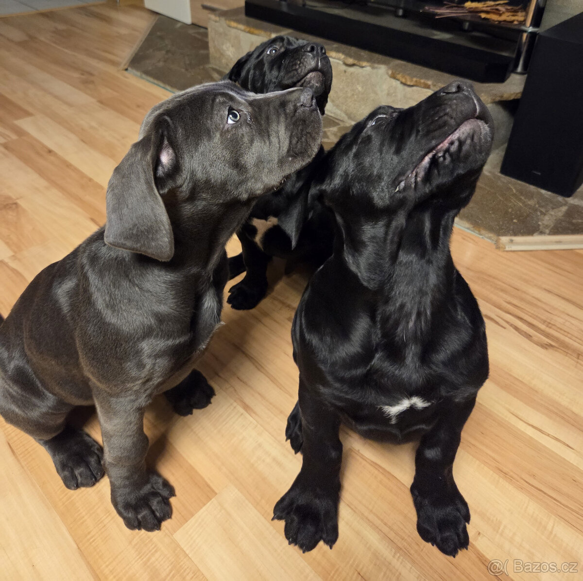 Bandog štěňata - 6