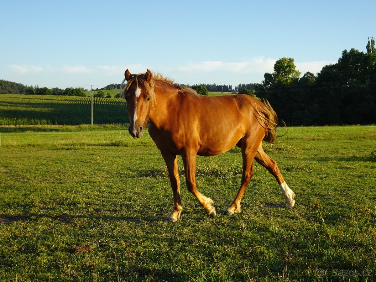 Prodám klisnu WPBr s PP, - 6