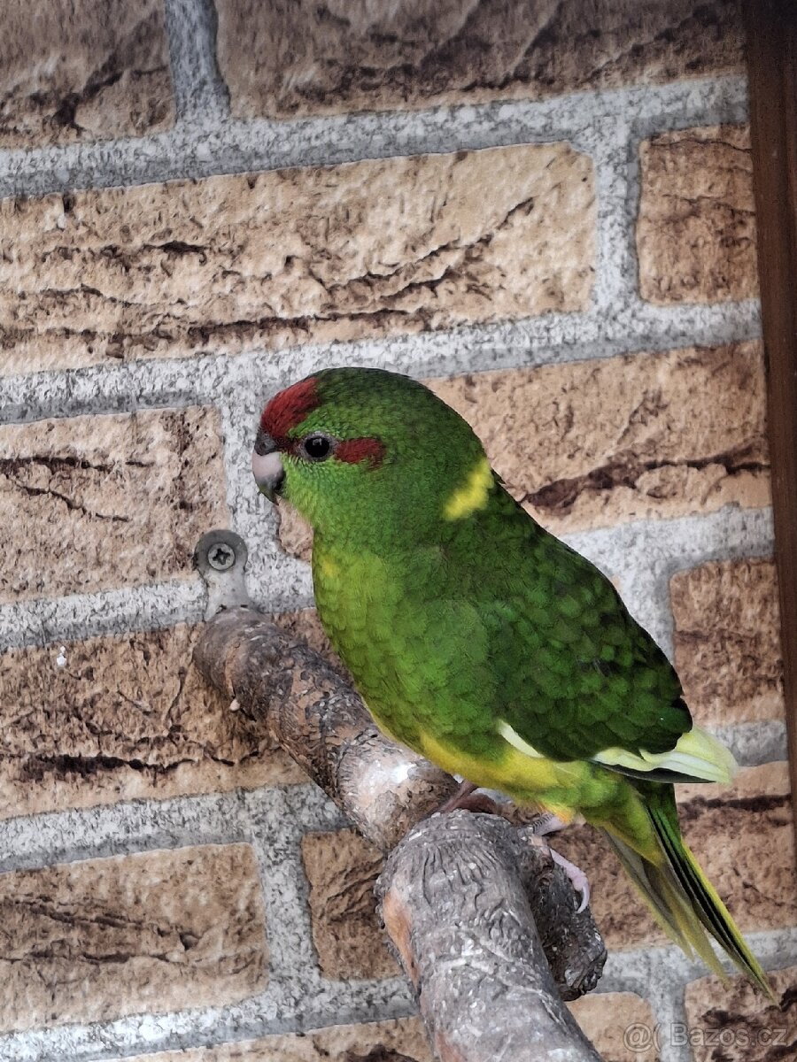 Kakariky - 6
