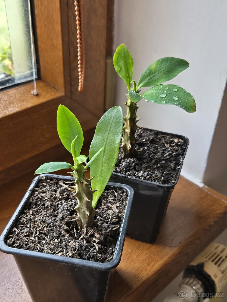 Euphorbia Milii, Trnová koruna - 6