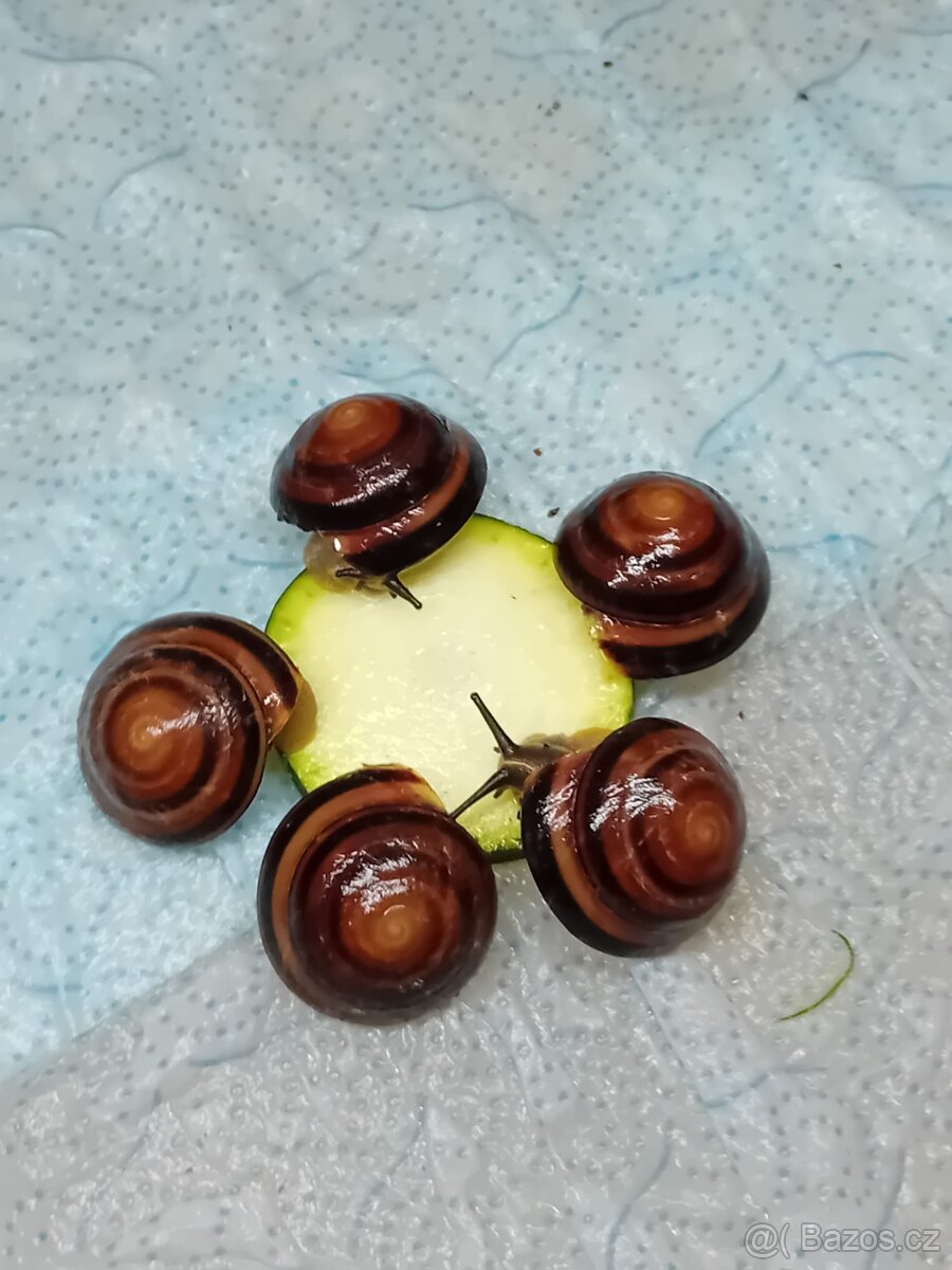 Africký šnek caracolus Salomon Cuba střílet - 6