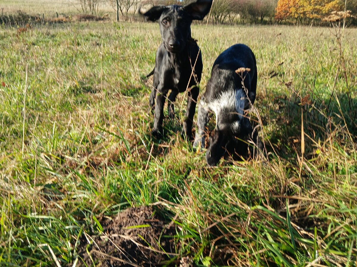 ŠTĚŇÁTKO, ŠTĚŇÁTKA, ŠTĚŇATA, ŠTĚŇE K ODBĚRU - 6