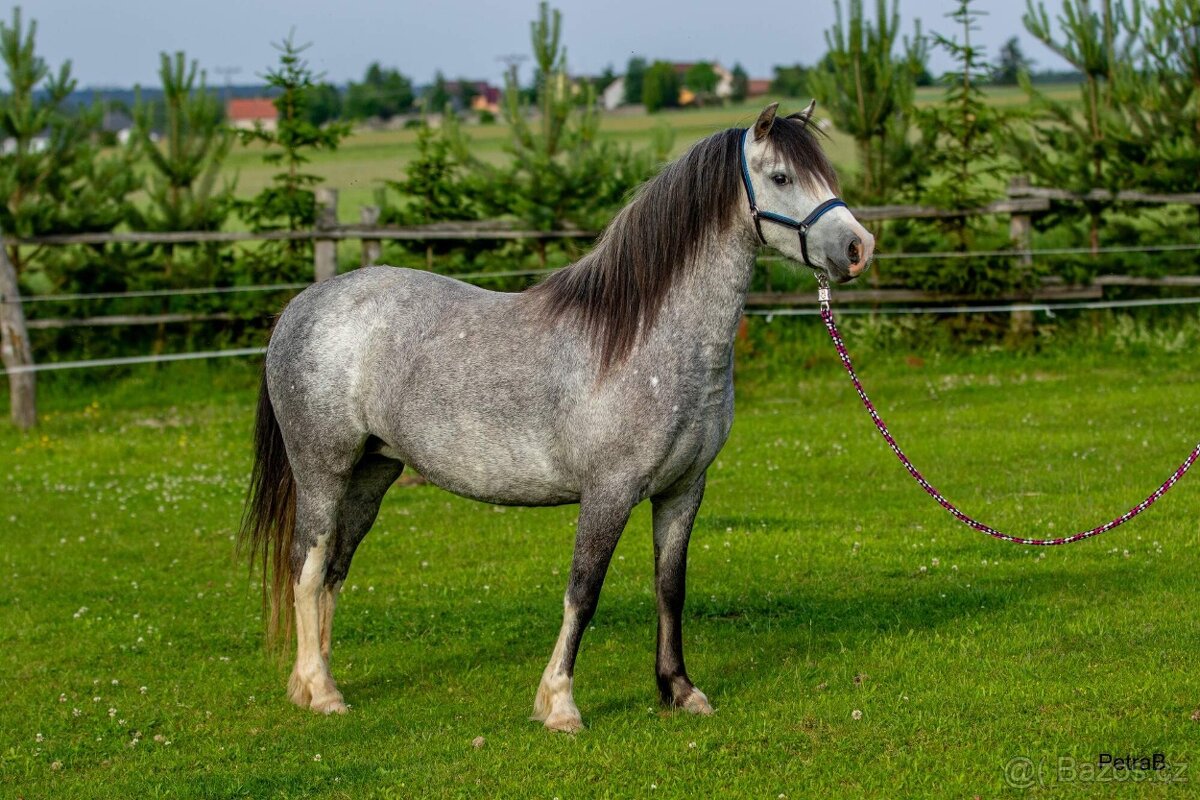 5-letá welsh mountain pony klisna - 6