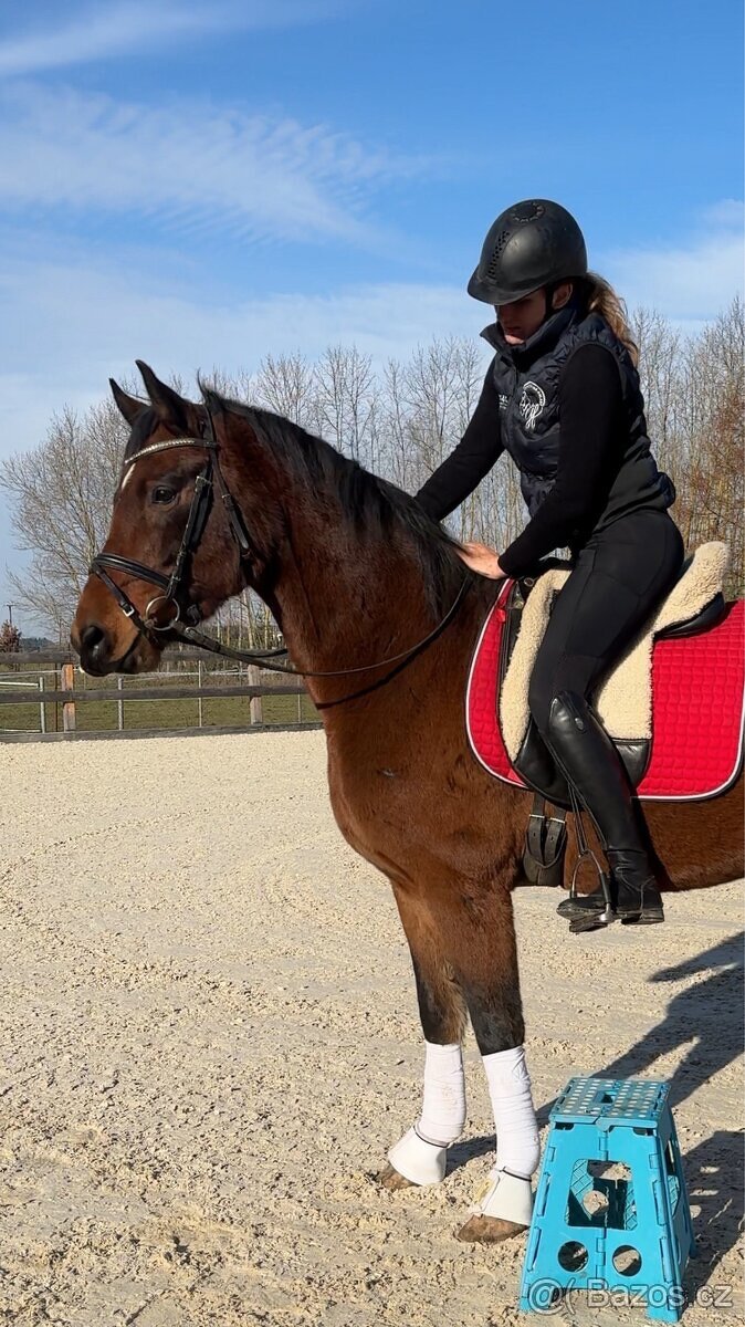 Klisna Welsh Cob 6 let - 6