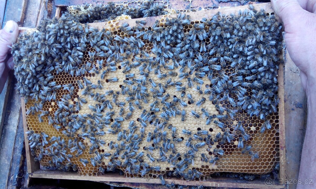 Kvalitní včelí oddělky 39x24, 2026 - 6