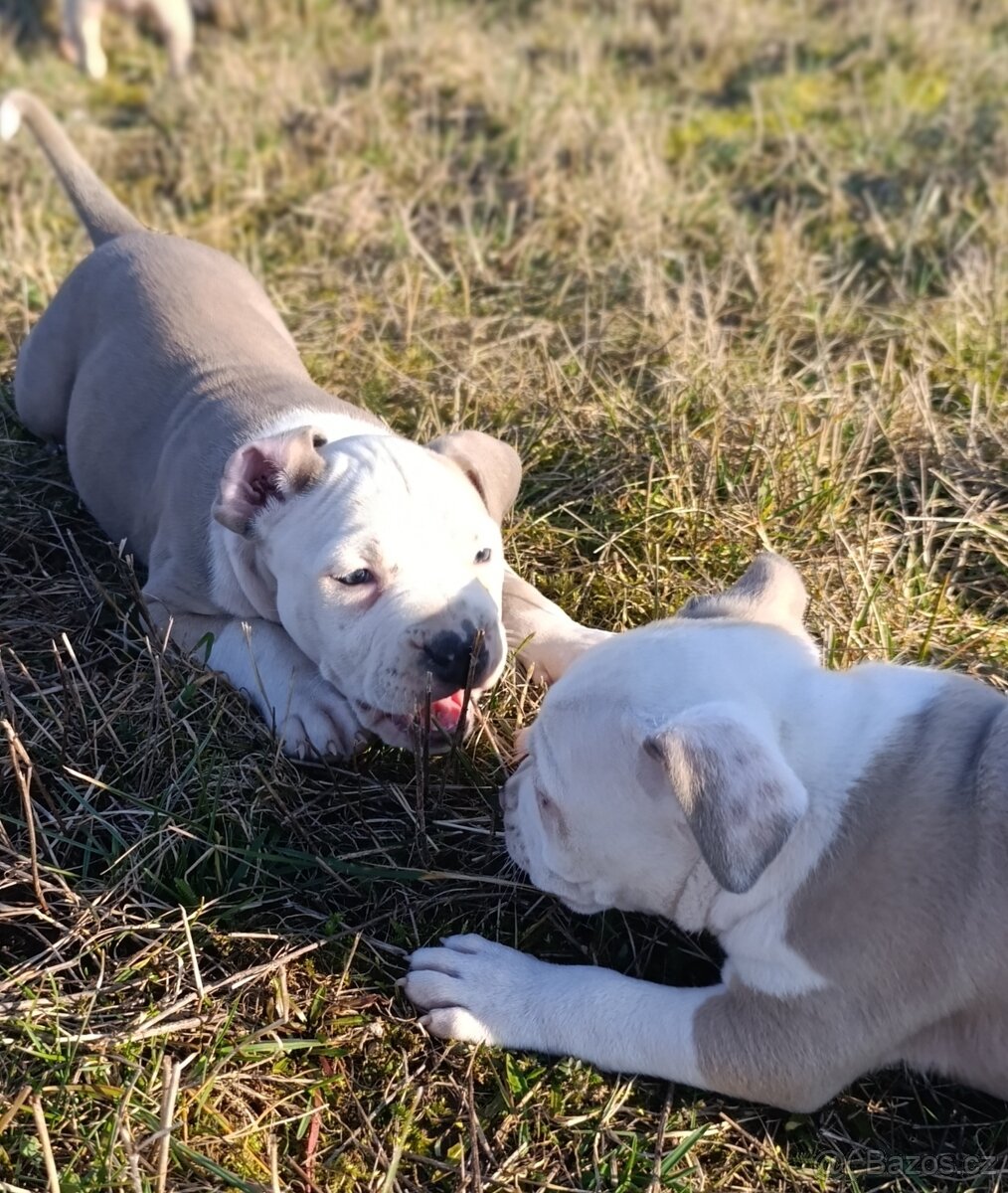 American Bully Standard - 6