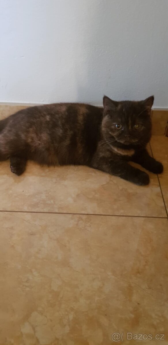 Britská koťata - 6