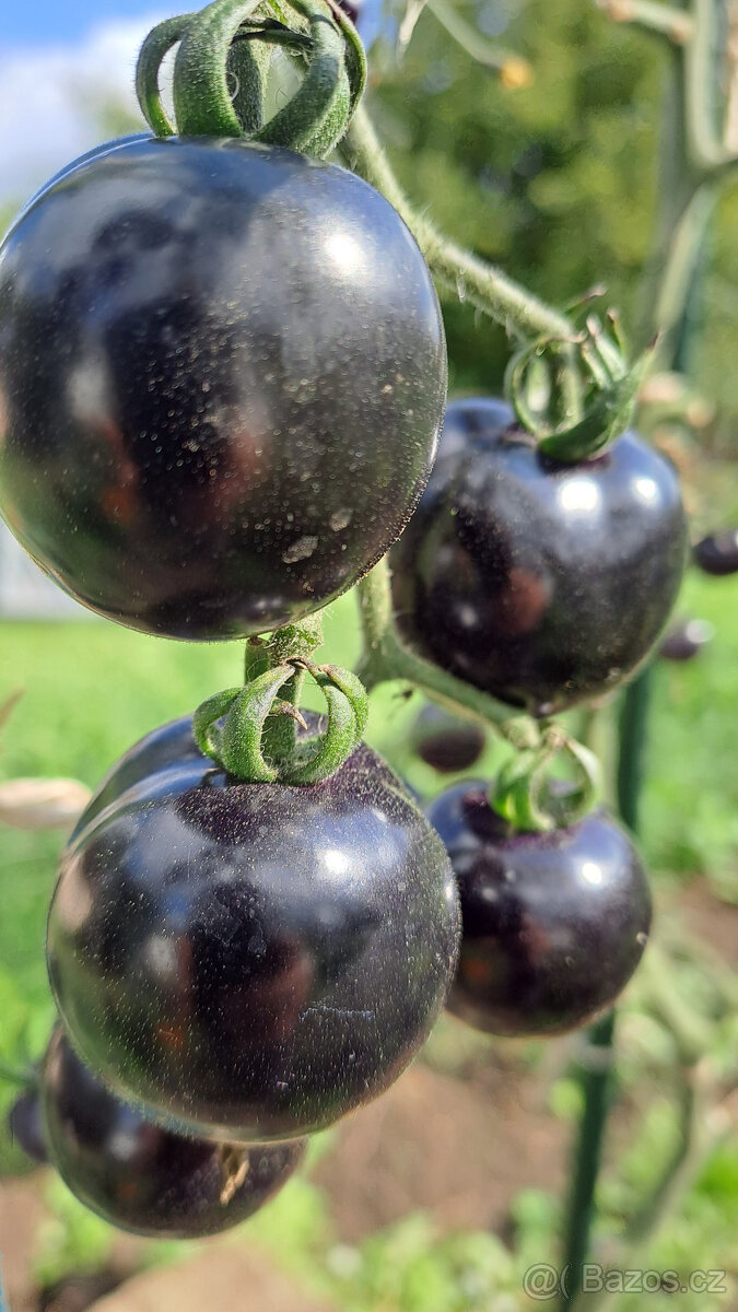 Černé rajče (indigo) semínka - 6