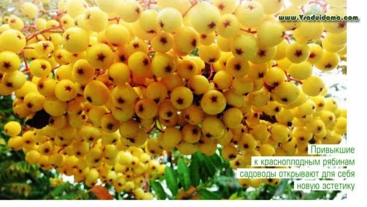 Koupím Jeřabinu stromek/sazenici - 6