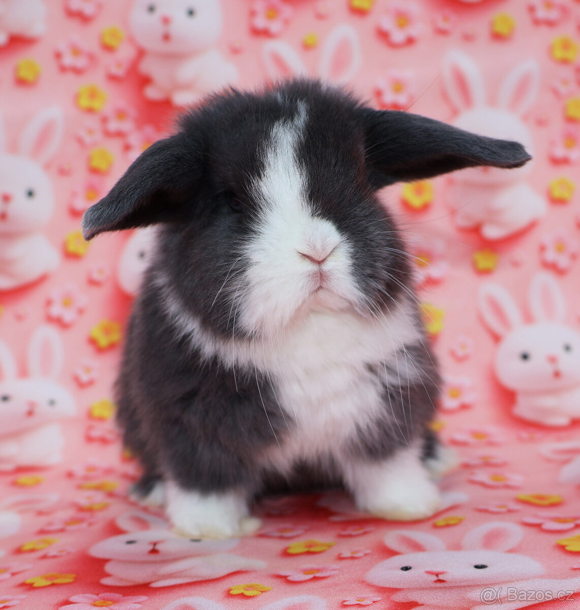 Zakrslý modrooký beránek - samička . - 6