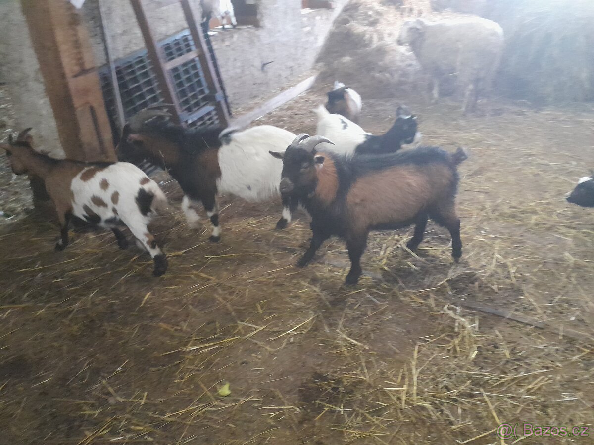 Prodám kozy - 6