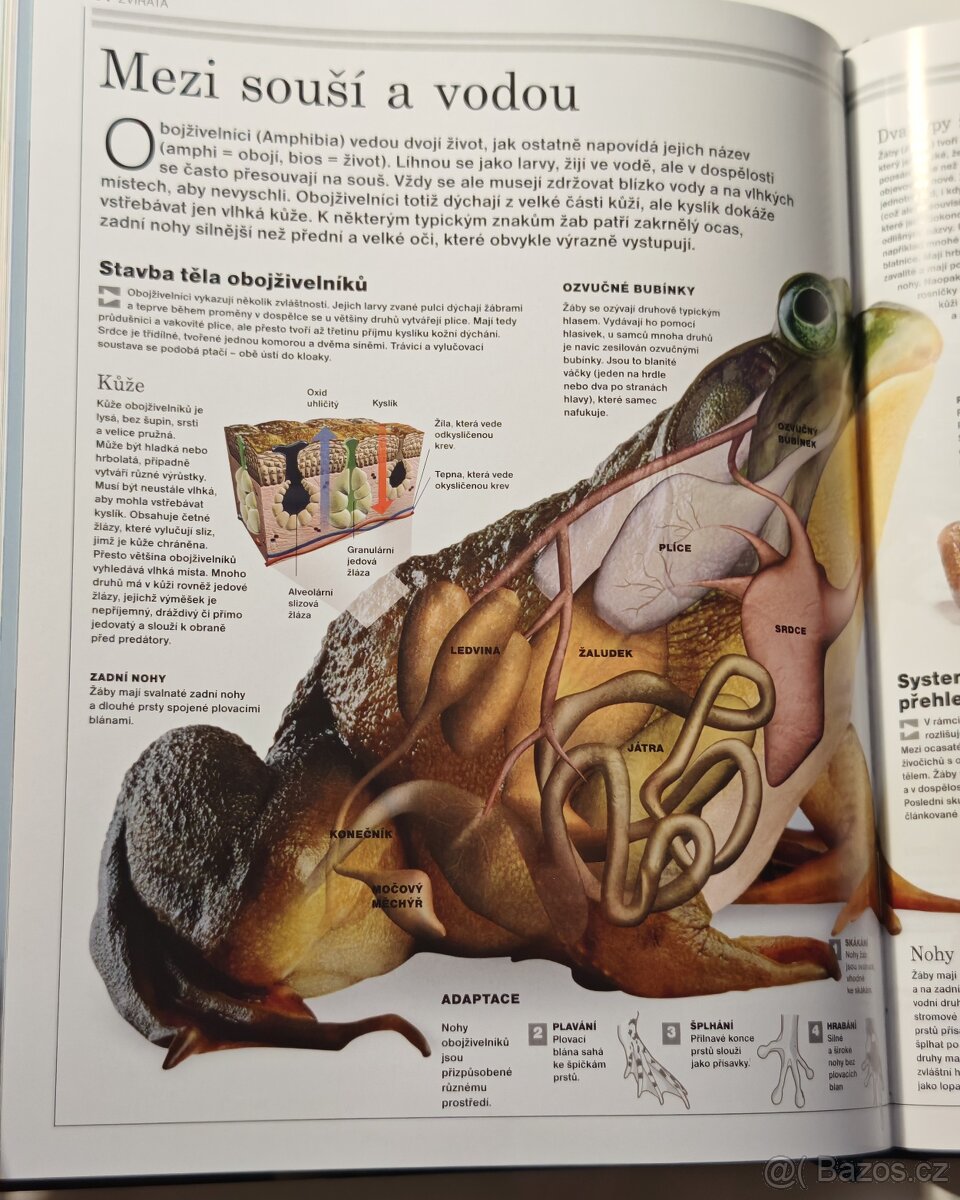 Ottova encyklopedie ZVÍŘATA - NOVÁ - 6
