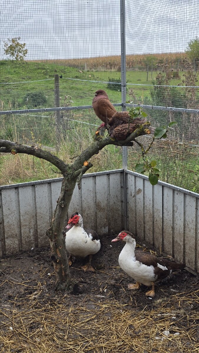 Kachny na prodej - 6