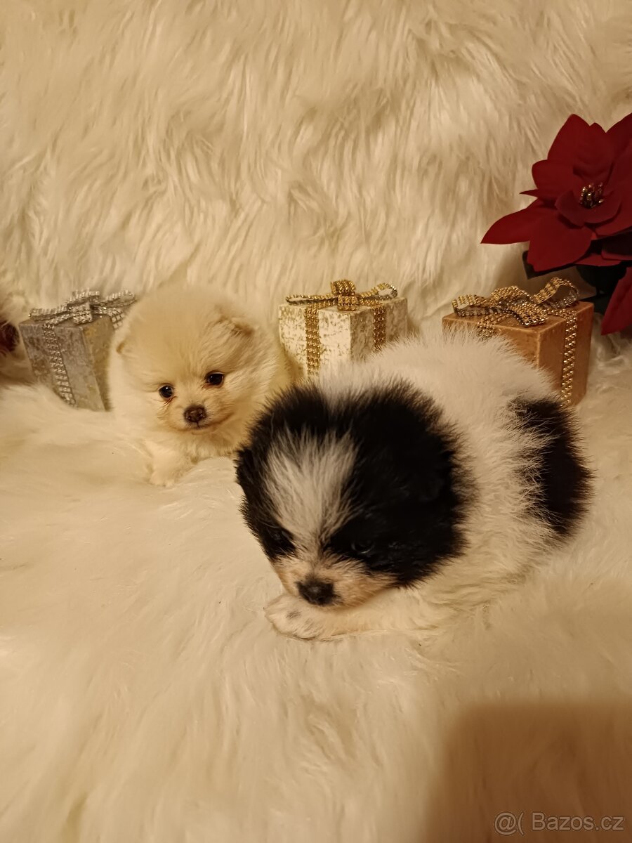 Pomeranian s PP - 6